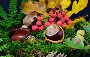 Přírodovědná korespondenční soutěž